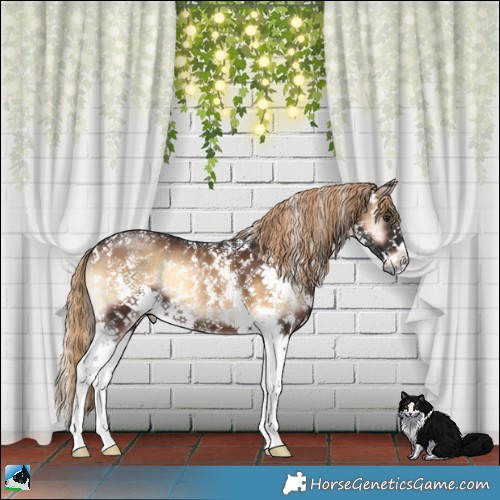 Horse Color:Liver Red Onyx Sabino 