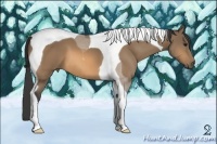 Horse Color:Buckskin Tobiano 