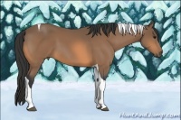 Horse Color:Buckskin Tobiano