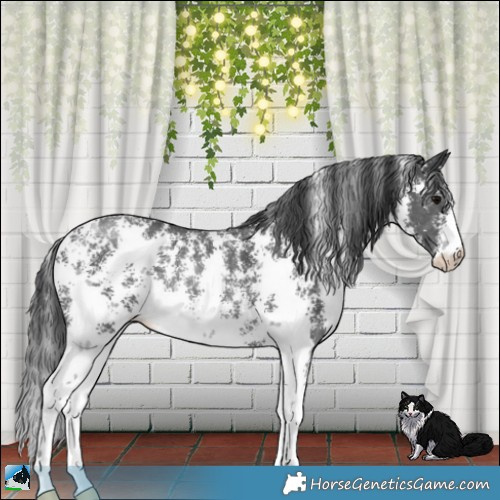 Horse Color:Black Sabino Rabicano