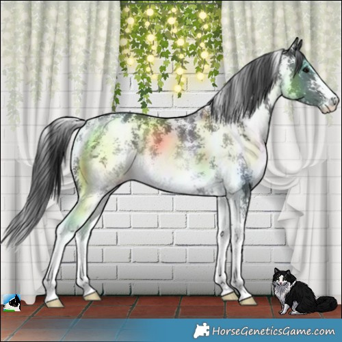 Horse Color:Black Sabino Rabicano 