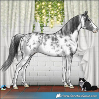 Horse Color:Black Sabino Rabicano 