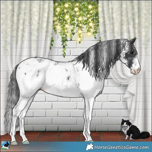 Horse Color:White Spotted Black Appaloosa Rabicano