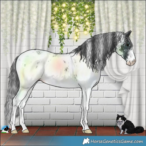 Horse Color:White Spotted Black Blanket Rabicano 
