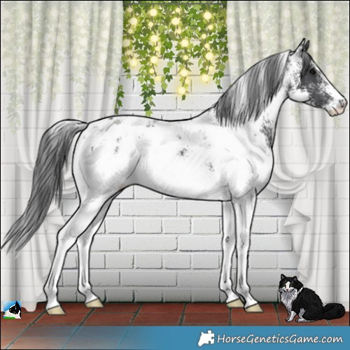 Horse Color:White Spotted Black Appaloosa Rabicano 
