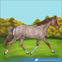 Horse Color:Red Roan Tobiano 