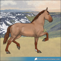 Horse Color:Red Dun 