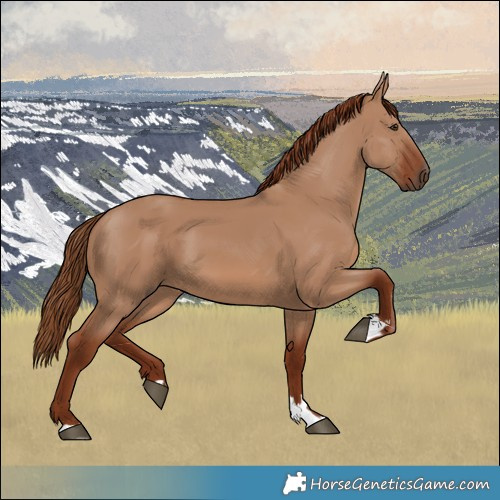 Horse Color:Red Dun 