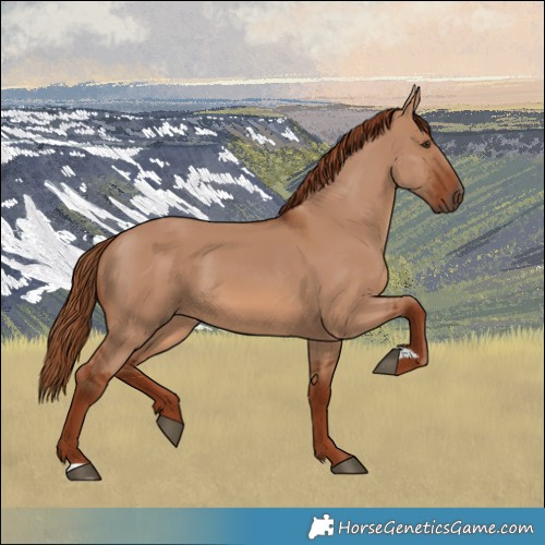 Horse Color:Red Dun 