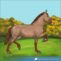 Horse Color:Red Dun 