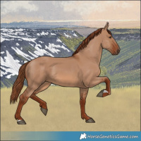 Horse Color:Red Dun 