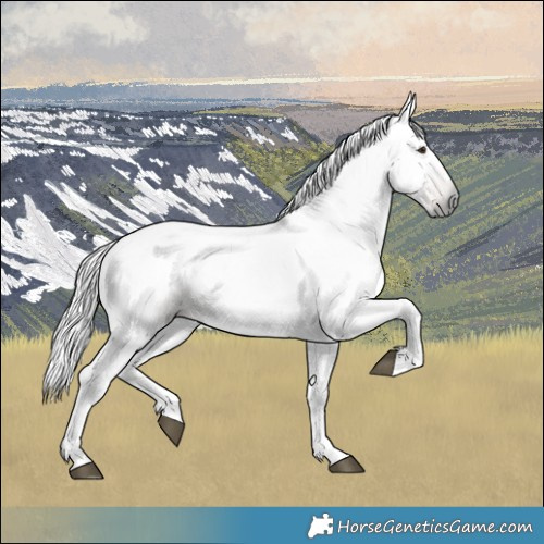 Horse Color:Gray Chestnut 