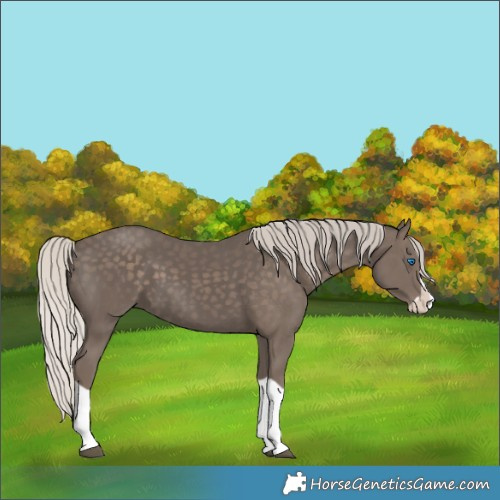 Horse Color:Silver Black Splash 