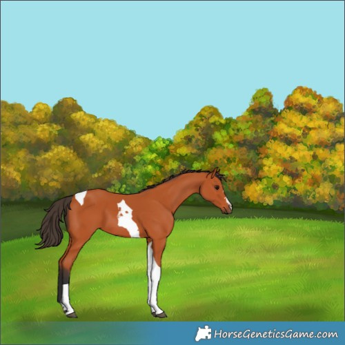 Horse Color:Bay Tobiano 