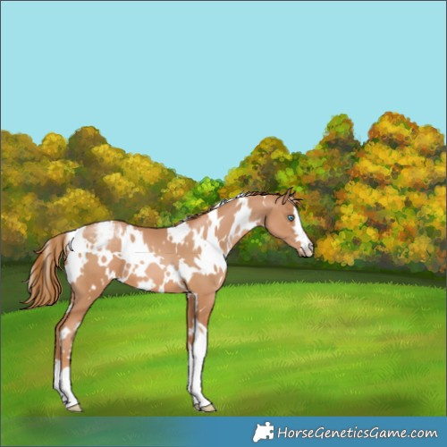 Horse Color:White Spotted Chestnut Pearl Appaloosa