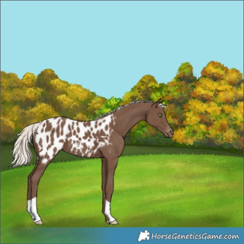 Horse Color:Silver Black Appaloosa 