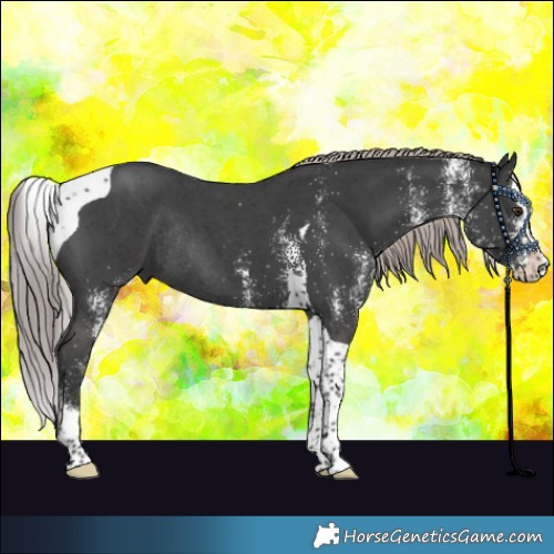 Horse Color:Platinum White Spotted Liver Chestnut Splash Tobiano Rabicano