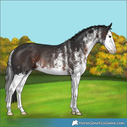 Horse Color:White Spotted Brown Splash Rabicano 