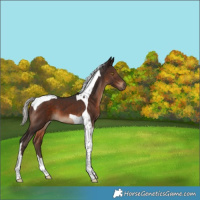 Horse Color:Silver Brown Tobiano 