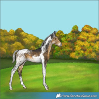Horse Color:Silver Buckskin Tobiano Rabicano