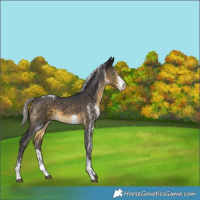Horse Color:White Spotted Silver Buckskin Tobiano Rabicano