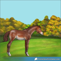 Horse Color:Chocolate Bay 