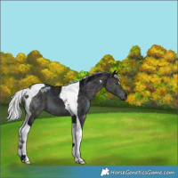 Horse Color:Midnight Silver Brown Chinchilla Tobiano 