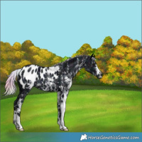 Horse Color:Nacre Watercolor White Spotted Midnight Silver Black Ice Appaloosa 