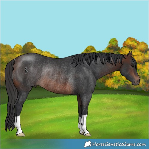 Horse Color:Brown Rabicano 