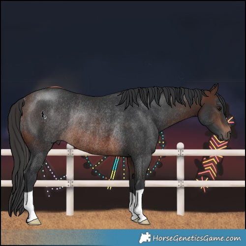 Horse Color:Brown Rabicano 