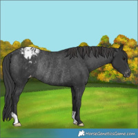 Horse Color:Black Blanket Rabicano 
