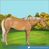 Horse Color:Palomino 