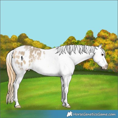 Horse Color:Buckskin Dun Sabino Blanket