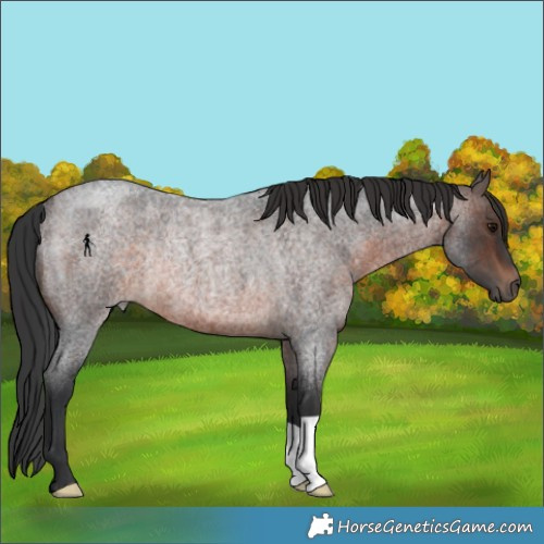 Horse Color:Brown Roan Rabicano 