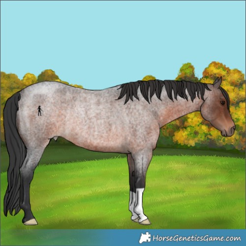 Horse Color:Brown Roan Rabicano 