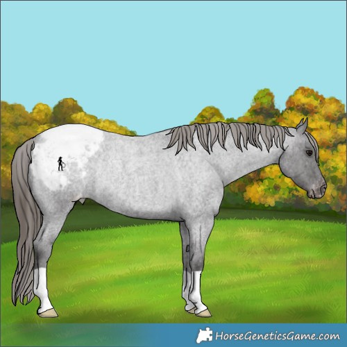 Horse Color:Smoky Blue Roan Appaloosa Rabicano 