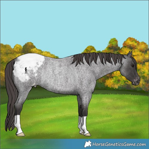 Horse Color:Smoky Blue Roan Appaloosa Rabicano