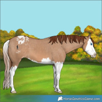 Horse Color:Red Dun Splash Varnish 
