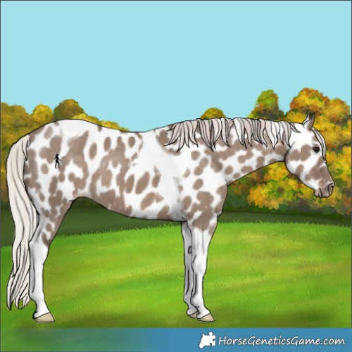 Horse Color:Silver Grullo Tobiano Appaloosa