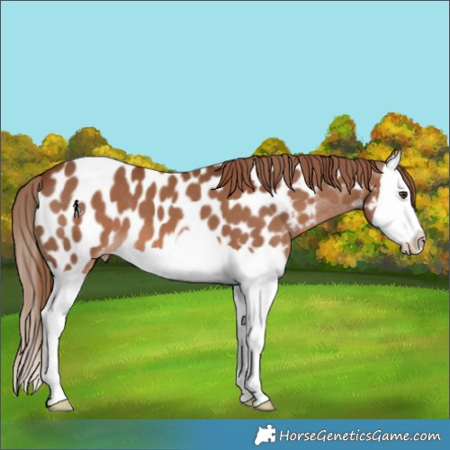 Horse Color:Chestnut Splash Near Leopard 