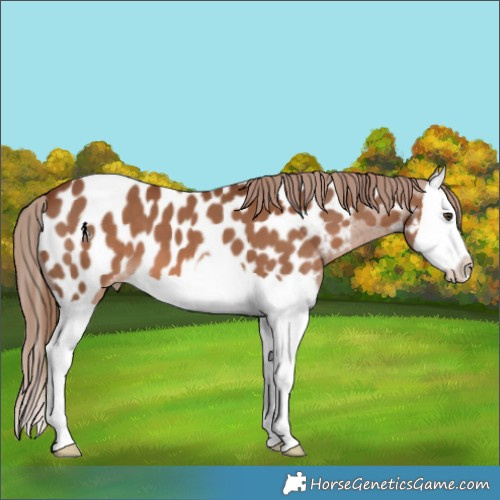 Horse Color:Chestnut Splash Appaloosa 