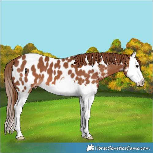 Horse Color:Chestnut Splash Appaloosa