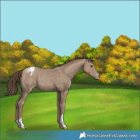 Horse Color:Classic Champagne Appaloosa