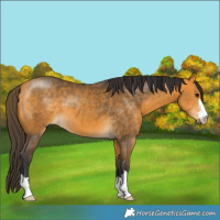 Horse Color:Buckskin