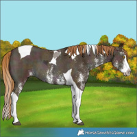 Horse Color:White Spotted Midnight Bay Pearl Splash Tobiano 