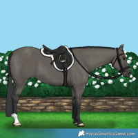 Horse Color:Grullo 
