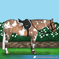 Horse Color:White Spotted Silver Brown Dun