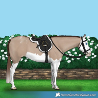 Horse Color:Classic Champagne Dun Splash Varnish 