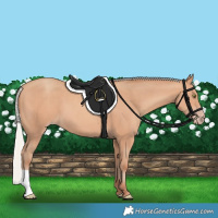 Horse Color:Silver Amber Champagne
