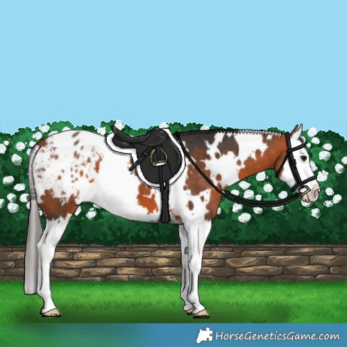 Horse Color:White Spotted Bay Splash Appaloosa